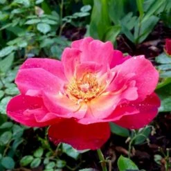 'Looking In Your Eyes'™ Rosa X 'looking In Your Eyes'™ (Buketrose) A-Kvalitet,- Barrods Roser Min. 3 Grene -Sirius Butik p17929 51617 rosa x looking in your eyes buketrose 3a04