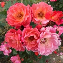 'Looking In Your Eyes'™ Rosa X 'looking In Your Eyes'™ (Buketrose) A-Kvalitet,- Barrods Roser Min. 3 Grene -Sirius Butik p17929 51618 rosa x looking in your eyes buketrose 4ccf