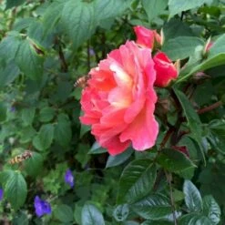 'Looking In Your Eyes'™ Rosa X 'looking In Your Eyes'™ (Buketrose) A-Kvalitet,- Barrods Roser Min. 3 Grene -Sirius Butik p17929 51619 rosa x looking in your eyes buketrose c87d