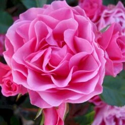 'I Am Grateful'™ Rosa X 'I Am Grateful'™ (Buketrose) A-Kvalitet,- Barrods Roser Min. 3 Grene -Sirius Butik p17951 51538 rosa x i am grateful buketrose e13e