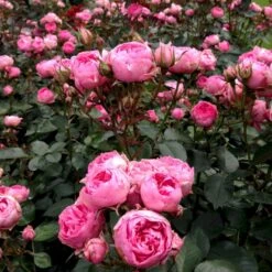 'I Am Grateful'™ Rosa X 'I Am Grateful'™ (Buketrose) A-Kvalitet,- Barrods Roser Min. 3 Grene -Sirius Butik p17951 51539 rosa x i am grateful buketrose b9d6