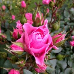 'I Am Grateful'™ Rosa X 'I Am Grateful'™ (Buketrose) A-Kvalitet,- Barrods Roser Min. 3 Grene -Sirius Butik p17951 51540 rosa x i am grateful buketrose a4ba