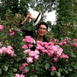 'I Am Grateful'™ Rosa X 'I Am Grateful'™ (Buketrose) A-Kvalitet,- Barrods Roser Min. 3 Grene -Sirius Butik p17951 51541 rosa x i am grateful buketrose 406d