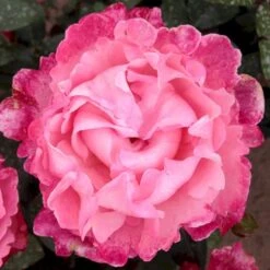 'I Have A Dream'™ Rosa X 'I Have A Dream'™ (Buketrose) A-Kvalitet,- Barrods Roser Min. 3 Grene -Sirius Butik p17952 51546 rosa x i have a dream buketrose d862