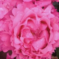 'I Have A Dream'™ Rosa X 'I Have A Dream'™ (Buketrose) A-Kvalitet,- Barrods Roser Min. 3 Grene -Sirius Butik p17952 51547 rosa x i have a dream buketrose 1899