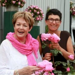 'Our Last Summer'™ Rosa X 'Our Last Summer'™ (Slyngrose) A-Kvalitet,- Barrods Roser Min. 3 Grene -Sirius Butik p17954 52487 rosa x our last summer slyngrose 4934