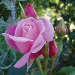 'Our Last Summer'™ Rosa X 'Our Last Summer'™ (Slyngrose) A-Kvalitet,- Barrods Roser Min. 3 Grene -Sirius Butik p17954 52488 rosa x our last summer slyngrose 8a27