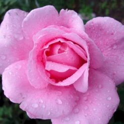 'Our Last Summer'™ Rosa X 'Our Last Summer'™ (Slyngrose) A-Kvalitet,- Barrods Roser Min. 3 Grene -Sirius Butik p17954 52489 rosa x our last summer slyngrose dd8c