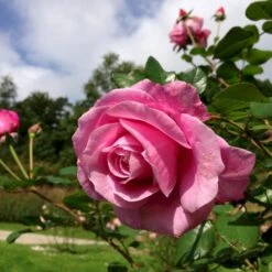 'Our Last Summer'™ Rosa X 'Our Last Summer'™ (Slyngrose) A-Kvalitet,- Barrods Roser Min. 3 Grene -Sirius Butik p17954 52491 rosa x our last summer slyngrose 11a7