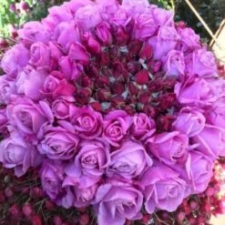 'Our Last Summer'™ Rosa X 'Our Last Summer'™ (Slyngrose) A-Kvalitet,- Barrods Roser Min. 3 Grene -Sirius Butik p17954 52492 rosa x our last summer slyngrose 3f05