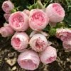 'She Loves You'™ Rosa X 'She Loves You'™ (Buketrose) A-Kvalitet,- Barrods Roser Min. 3 Grene
