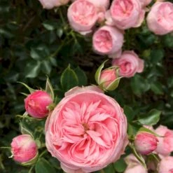 'She Loves You'™ Rosa X 'She Loves You'™ (Buketrose) A-Kvalitet,- Barrods Roser Min. 3 Grene 9 'She Loves You'™ Rosa X 'She Loves You'™ (Buketrose) A-Kvalitet,- Barrods Roser Min. 3 Grene -Sirius Butik p17955 51710 rosa x she loves you buketrose 9713