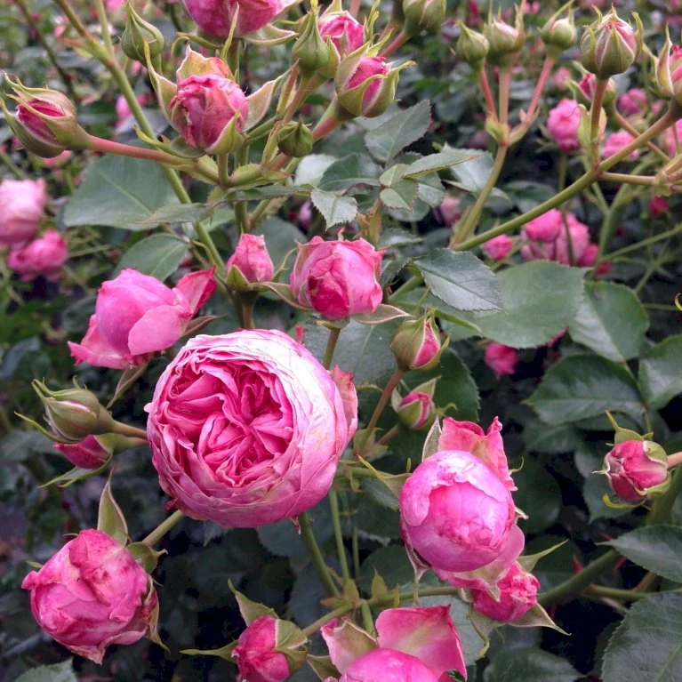 'She Loves You'™ Rosa X 'She Loves You'™ (Buketrose) A-Kvalitet,- Barrods Roser Min. 3 Grene 4 'She Loves You'™ Rosa X 'She Loves You'™ (Buketrose) A-Kvalitet,- Barrods Roser Min. 3 Grene - Billede 4