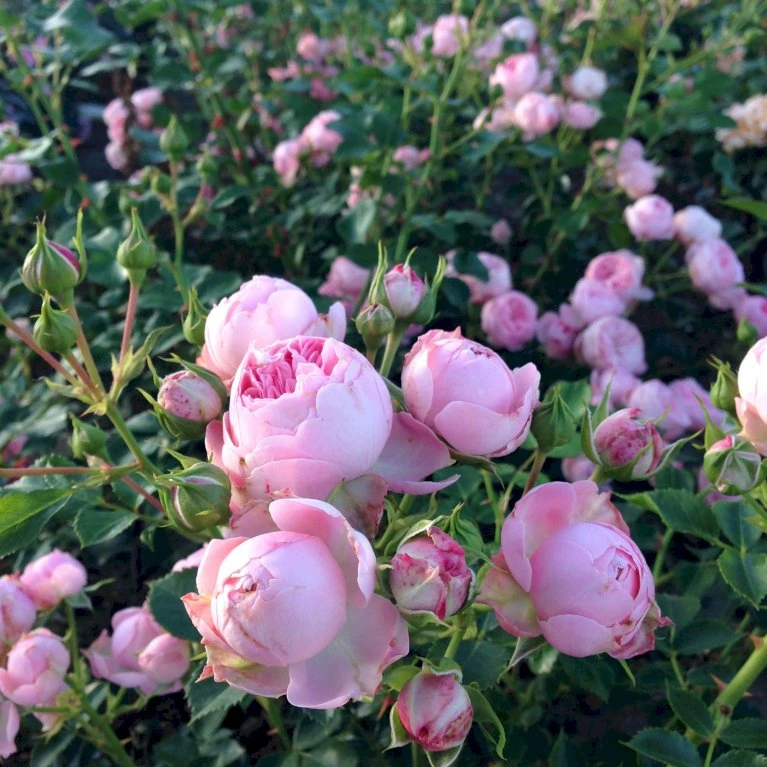 'She Loves You'™ Rosa X 'She Loves You'™ (Buketrose) A-Kvalitet,- Barrods Roser Min. 3 Grene 5 'She Loves You'™ Rosa X 'She Loves You'™ (Buketrose) A-Kvalitet,- Barrods Roser Min. 3 Grene - Billede 5