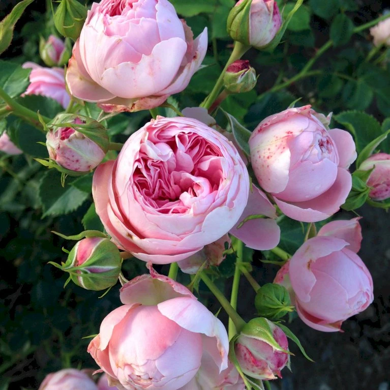 'She Loves You'™ Rosa X 'She Loves You'™ (Buketrose) A-Kvalitet,- Barrods Roser Min. 3 Grene 6 'She Loves You'™ Rosa X 'She Loves You'™ (Buketrose) A-Kvalitet,- Barrods Roser Min. 3 Grene - Billede 6