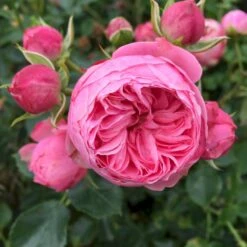 'She Loves You'™ Rosa X 'She Loves You'™ (Buketrose) A-Kvalitet,- Barrods Roser Min. 3 Grene 13 'She Loves You'™ Rosa X 'She Loves You'™ (Buketrose) A-Kvalitet,- Barrods Roser Min. 3 Grene -Sirius Butik p17955 51714 rosa x she loves you buketrose 6d7d