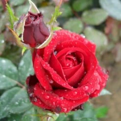 'Fall In Love Again'™ Rosa X 'Fall In Love Again'™ (Buketrose) A-Kvalitet,- Barrods Roser Min. 3 Grene -Sirius Butik p17957 51474 rosa x fall in love again buketrose a391