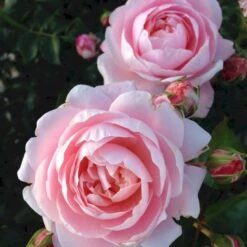 'Inner Wheel Forever'™ Rosa X 'Inner Wheel Forever'™ (Buketrose) A-Kvalitet,- Barrods Roser Min. 3 Grene -Sirius Butik p17959 51562 rosa x inner wheel forever buketrose 63a7