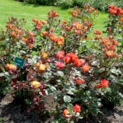 'My Story'™ Rosa X 'My Story'™ (Buketrose) A-Kvalitet,- Barrods Roser Min. 3 Grene -Sirius Butik p17961 51633 rosa x my story buketrose 2317