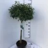 Portugisisk Laurbærkirsebær Prunus Lusitanica 'Angustifolia' Opstammet 60 Cm. 10 Liter Potte