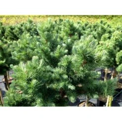 Japansk Lærk 'Grey Pearl' Larix Kaempferi 'Grey Pearl' Opstammet 60 Cm. 7,5 Liter Potte