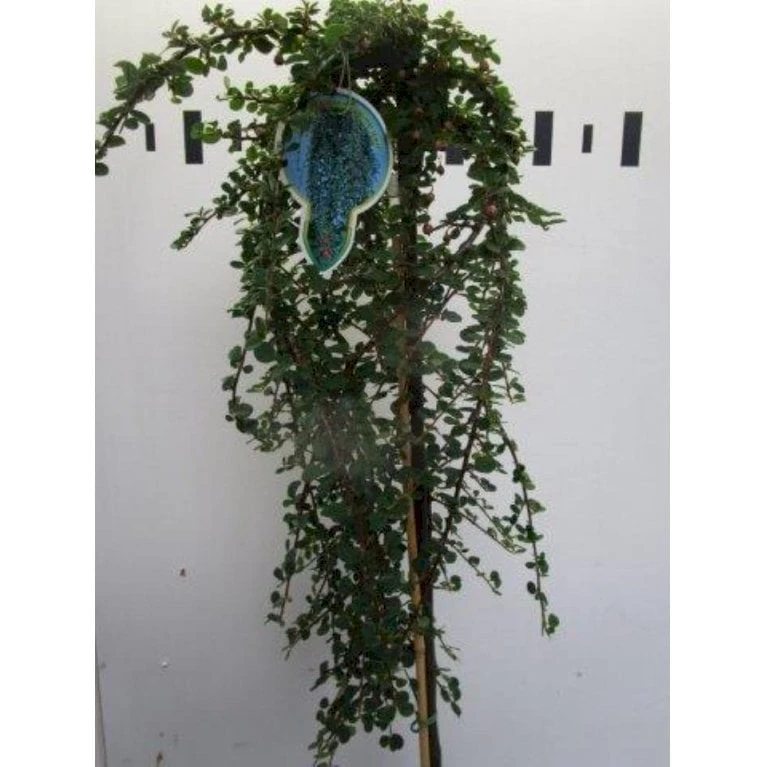 Dværgmispel 'Winter Jewel' Cotoneaster Dammeri 'Winter Jewel' Opstammet 60 Cm. Med Potte 1 Dværgmispel 'Winter Jewel' Cotoneaster Dammeri 'Winter Jewel' Opstammet 60 Cm. Med Potte