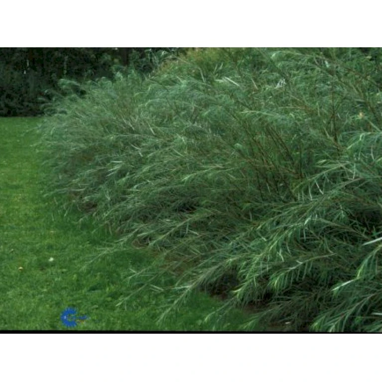 Rosmarinpil Salix Repens 'Rosmarinifolia' Potte 7,5 Liter 80-100 Cm. 3 Rosmarinpil Salix Repens 'Rosmarinifolia' Potte 7,5 Liter 80-100 Cm. - Billede 3