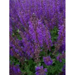 Staude-Salvie Salvia Nemorosa 'Mainacht' 1 Liter Potte