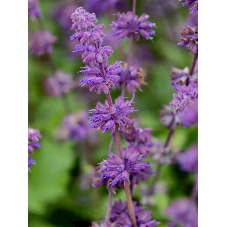 Kranssalvie Salvia Verticillata 'Purple Rain' 1 Liter Potte 3 Kranssalvie Salvia Verticillata 'Purple Rain' 1 Liter Potte - Billede 3