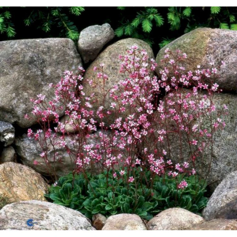 Porcelænsblomst 'Elliott's Variety' Saxifraga Urbium 'Elliott's Variety' 10 Cm. Potte 1 Porcelænsblomst 'Elliott's Variety' Saxifraga Urbium 'Elliott's Variety' 10 Cm. Potte