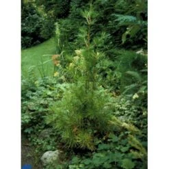 Parasoltræ Sciadopitys Verticillata Potte 3,0 Liter,- 25-30 Cm. 11 Parasoltræ Sciadopitys Verticillata Potte 3,0 Liter,- 25-30 Cm. -Sirius Butik p1854 1458 sciadopitys verticillata 8f20