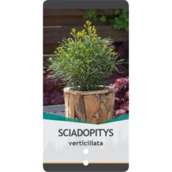 Parasoltræ Sciadopitys Verticillata Potte 3,0 Liter,- 25-30 Cm. 10 Parasoltræ Sciadopitys Verticillata Potte 3,0 Liter,- 25-30 Cm. -Sirius Butik p1854 38829 image 5ddb