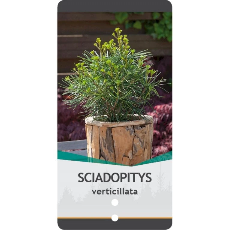 Parasoltræ Sciadopitys Verticillata Potte 3,0 Liter,- 25-30 Cm. 4 Parasoltræ Sciadopitys Verticillata Potte 3,0 Liter,- 25-30 Cm. - Billede 4