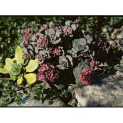 Japansk Stenurt 'Lidakense' Sedum Cauticola 'Lidakense' 10 Cm. Potte