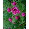 Høstasters 'Alma Pötschke' Aster Novae-angliae 'Alma Pötschke' 1 Liter Potte