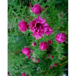Høstasters 'Alma Pötschke' Aster Novae-angliae 'Alma Pötschke' 1 Liter Potte
