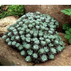 Pudret Stenurt 'Purpureum' Sedum Spathulifolium 'Purpureum' 10 Cm. Potte