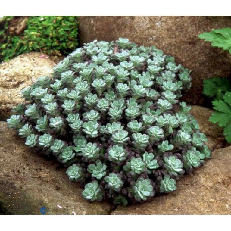 Pudret Stenurt 'Purpureum' Sedum Spathulifolium 'Purpureum' 10 Cm. Potte 1 Pudret Stenurt 'Purpureum' Sedum Spathulifolium 'Purpureum' 10 Cm. Potte
