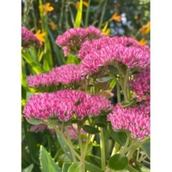 Sankthansurt 'Herbstfreude' Sedum Telephium 'Herbstfreude' 1 Liter Potte