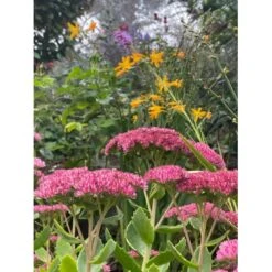 Sankthansurt 'Herbstfreude' Sedum Telephium 'Herbstfreude' 1 Liter Potte -Sirius Butik p1869 42760 sedum telephium herbstfreude 27af