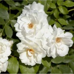 'Climbing Schneewittchen' Rosa X 'Climbing Schneewittchen' A-Kvalitet,- Barrods Roser Min. 3 Grene 7 'Climbing Schneewittchen' Rosa X 'Climbing Schneewittchen' A-Kvalitet,- Barrods Roser Min. 3 Grene -Sirius Butik p1894 52341 rosa x climbing schneewittchen cf87
