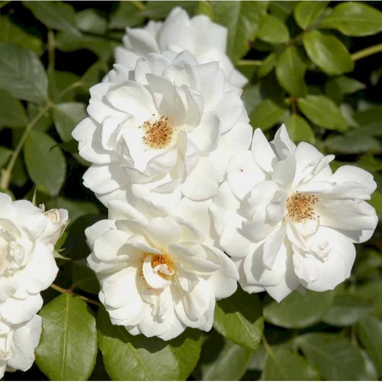 'Climbing Schneewittchen' Rosa X 'Climbing Schneewittchen' A-Kvalitet,- Barrods Roser Min. 3 Grene 4 'Climbing Schneewittchen' Rosa X 'Climbing Schneewittchen' A-Kvalitet,- Barrods Roser Min. 3 Grene - Billede 4