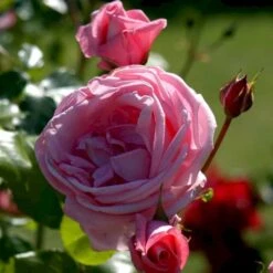 'Coral Dawn' Rosa X 'Coral Dawn' (Slyngrose) A-Kvalitet,- Barrods Roser Min. 3 Grene -Sirius Butik p1895 52349 rosa x coral dawn slyngrose ee34