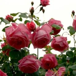 'Coral Dawn' Rosa X 'Coral Dawn' (Slyngrose) A-Kvalitet,- Barrods Roser Min. 3 Grene -Sirius Butik p1895 52350 rosa x coral dawn slyngrose 635b