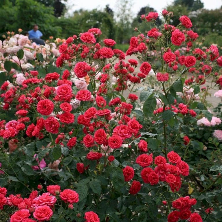 'Elmshorn'® Rosa X 'Elmshorn'® (Buskrose) A-Kvalitet,- Barrods Roser Min. 3 Grene 1 'Elmshorn'® Rosa X 'Elmshorn'® (Buskrose) A-Kvalitet,- Barrods Roser Min. 3 Grene