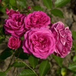 'Elmshorn'® Rosa X 'Elmshorn'® (Buskrose) A-Kvalitet,- Barrods Roser Min. 3 Grene 8 'Elmshorn'® Rosa X 'Elmshorn'® (Buskrose) A-Kvalitet,- Barrods Roser Min. 3 Grene -Sirius Butik p1896 53561 rosa x elmshorn buskrose 1d83