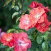 'Feuerwerk'® Rosa X 'Feuerwerk'® (Buskrose) A-Kvalitet,- Barrods Roser Min. 3 Grene