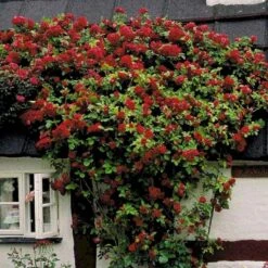 'Flammentanz'® Rosa X 'Flammentanz'® (Slyngrose) A-Kvalitet,- Barrods Roser Min. 3 Grene -Sirius Butik p1898 52388 rosa x flammentanz slyngrose 76a8