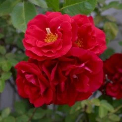 'Flammentanz'® Rosa X 'Flammentanz'® (Slyngrose) A-Kvalitet,- Barrods Roser Min. 3 Grene -Sirius Butik p1898 53563 rosa x flammentanz slyngrose 9153