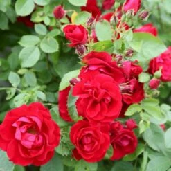 'Flammentanz'® Rosa X 'Flammentanz'® (Slyngrose) A-Kvalitet,- Barrods Roser Min. 3 Grene -Sirius Butik p1898 53564 rosa x flammentanz slyngrose a073
